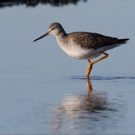 Större gulbena Foto: Sven-Olof Martinsson